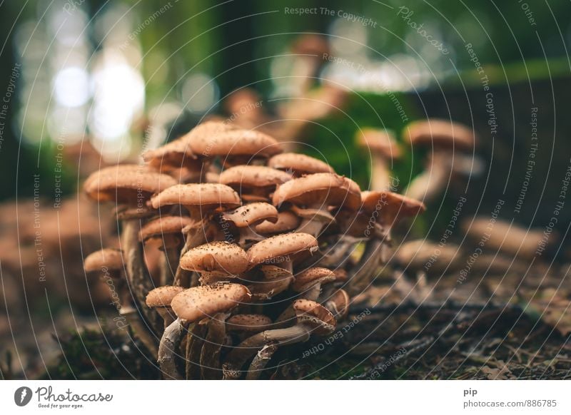 familienbande Natur Sommer Herbst Wald braun Zusammensein Zusammenhalt Pilz mehrere Hallimasch viele humus Unschärfe Gesunde Ernährung essbar lecker Suche