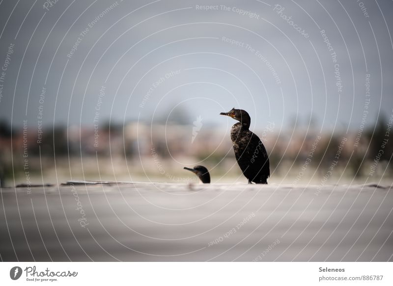 Was gibtsn da zu guggn? Ferien & Urlaub & Reisen Tourismus Himmel Horizont Küste Meer Dorf Fischerdorf Tier Wildtier Vogel Tiergesicht Komoran 2 Erholung