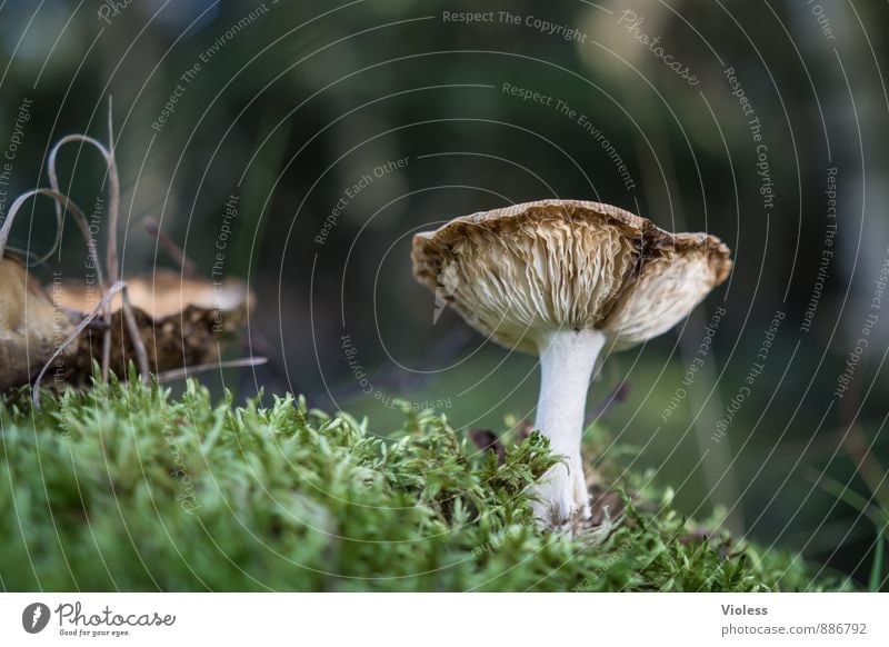 Waldleben V Umwelt Natur Landschaft Pflanze Gras Moos grün Pilz Fliegenpilz Waldboden Licht Schwache Tiefenschärfe Froschperspektive