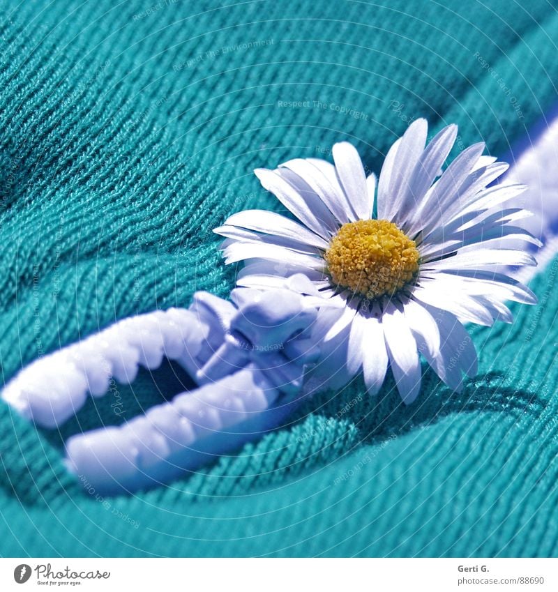 ReiZverschluß Gänseblümchen Blume Blüte gelb weiß Margerite Reißverschluss grün Stoff Material grobzahnig mehrfarbig verrückt Schmuck verschönern diagonal