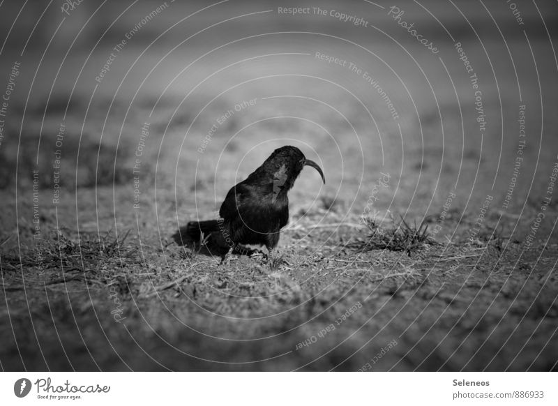 Pinocchio Ferien & Urlaub & Reisen Tourismus Ausflug Freiheit Umwelt Natur Gras Wiese Namibia Tier Wildtier Vogel 1 Fressen natürlich Tierliebe Schwarzweißfoto