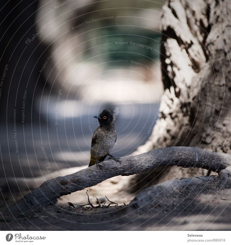 African red-eyed bulbul Ferien & Urlaub & Reisen Ausflug Ferne Freiheit Sommer Sommerurlaub Umwelt Natur Pflanze Baum Tier Wildtier Vogel Tiergesicht Flügel