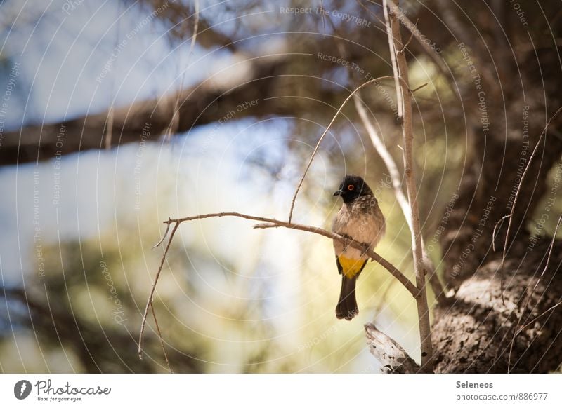 Wer bin ich? Ferien & Urlaub & Reisen Tourismus Ausflug Sommer Sonne Umwelt Natur Tier Baum Geäst Zweige u. Äste Wildtier Vogel 1 klein Ornithologie Farbfoto