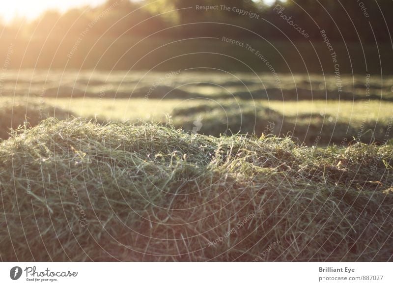 Frisch gemähtes Gras in der Abendsonne Landwirtschaft Forstwirtschaft Natur Pflanze Sonne Sonnenaufgang Sonnenuntergang Sonnenlicht Frühling Sommer