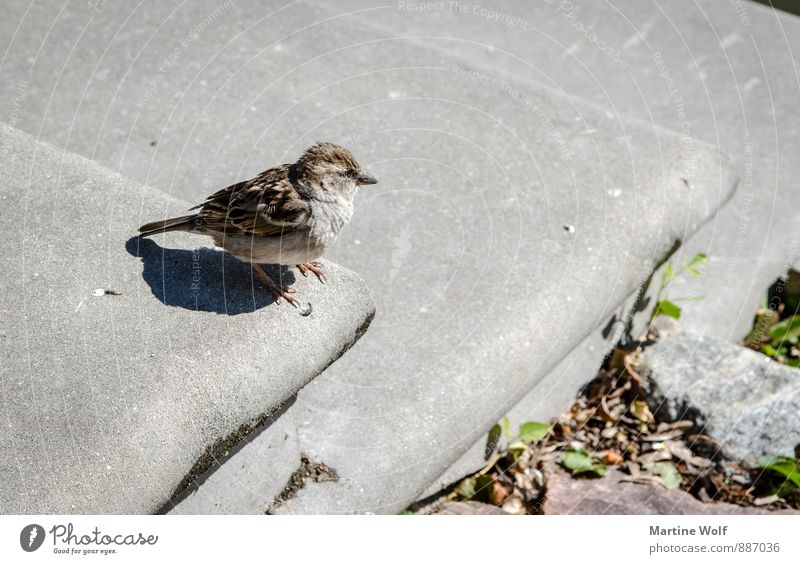 hop down Tier Lijepaja Lettland Europa Treppe Wildtier Vogel Spatz Sperlingsvögel 1 Mut Natur Gedeckte Farben Außenaufnahme Menschenleer Hintergrund neutral Tag