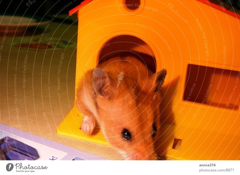 Hamster Haus Haustier Nagetiere Tier