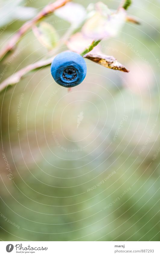 Schwoschzbee Lebensmittel Frucht Ernährung Gesunde Ernährung Waldfrucht Natur Pflanze Nutzpflanze Wildpflanze Blaubeeren Fruchtstand Kugel außergewöhnlich