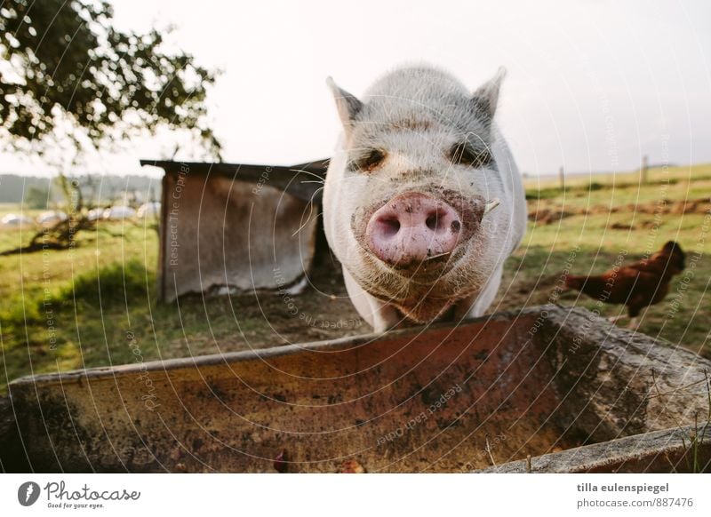 Schweinskram Wiese Feld Nutztier 1 Tier beobachten warten dreckig Neugier achtsam Appetit & Hunger Rüssel Schweinekopf Trog Futterplatz Haushuhn Farbfoto