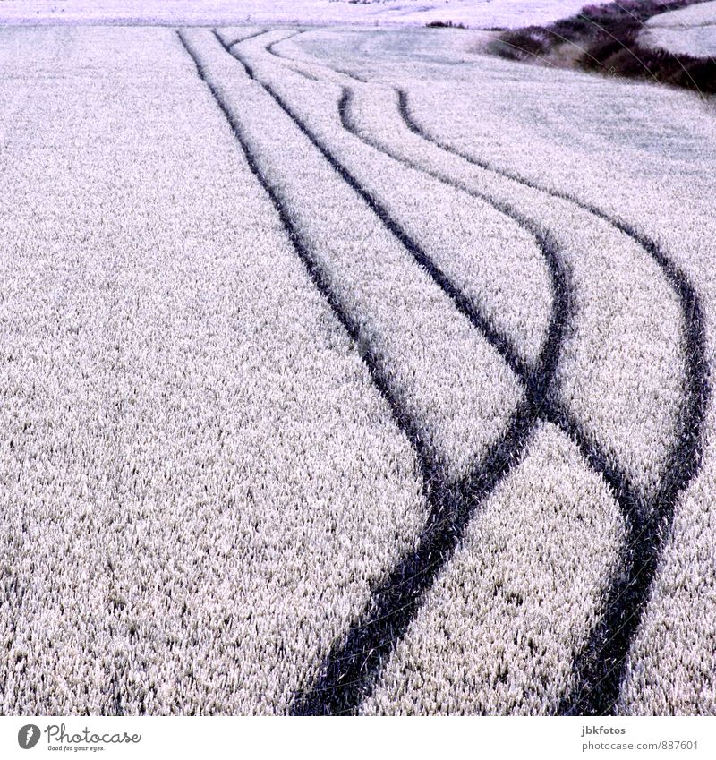 Besoffener Landwirt Umwelt Natur Landschaft Grünpflanze Nutzpflanze Feld Ackerbau Getreidefeld Spuren Fahrbahn schön einzigartig lecker Landwirtschaft