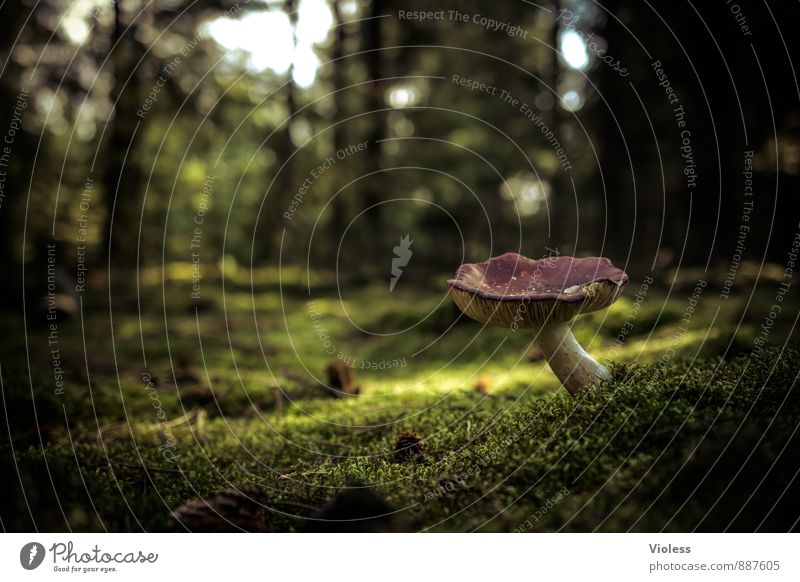 Pilz auf Moos bewachsenen Waldboden Schwache Tiefenschärfe Unschärfe Textfreiraum links Menschenleer Pilzhut grün Pflanze dunkel fantastisch Landschaft Natur