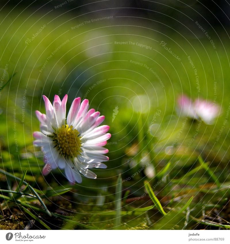 *le printemps* Blume Blüte Blütenblatt Gänseblümchen gelb weiß rosa grün Gras Halm Grünfläche Vordergrund Hintergrundbild Beleuchtung erleuchten Sonnenstrahlen