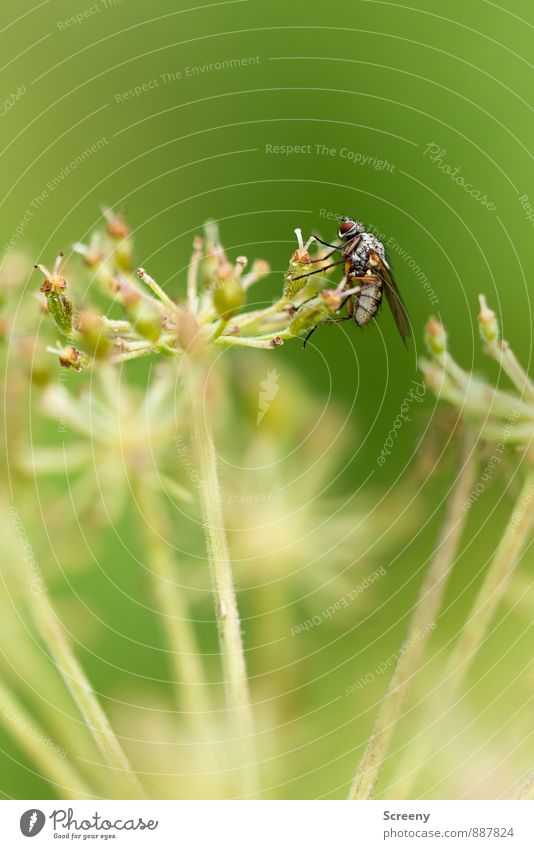 Hilfe, ich rutsche... Natur Pflanze Tier Wiesen-Bärenklau Fliege 1 sitzen warten klein grün Gelassenheit geduldig ruhig Schwebfliege Farbfoto Makroaufnahme