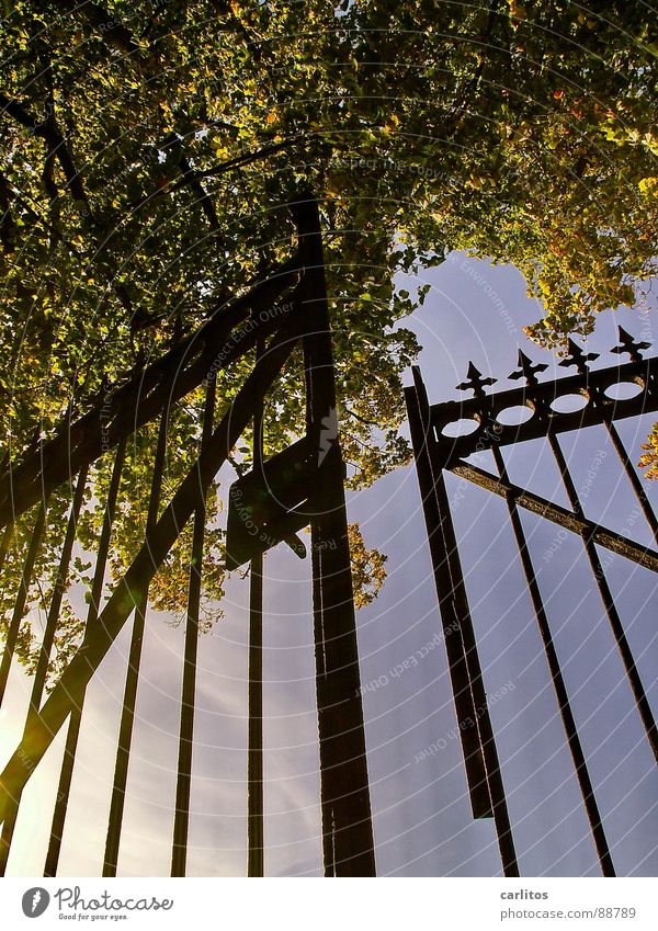 Noch einen Spalt breit offen .... Tor Friedhof ruhig Ewigkeit Unendlichkeit ruhen Tod Froschperspektive Gegenlicht Schmiedeeisen Schmiedekunst Pfosten