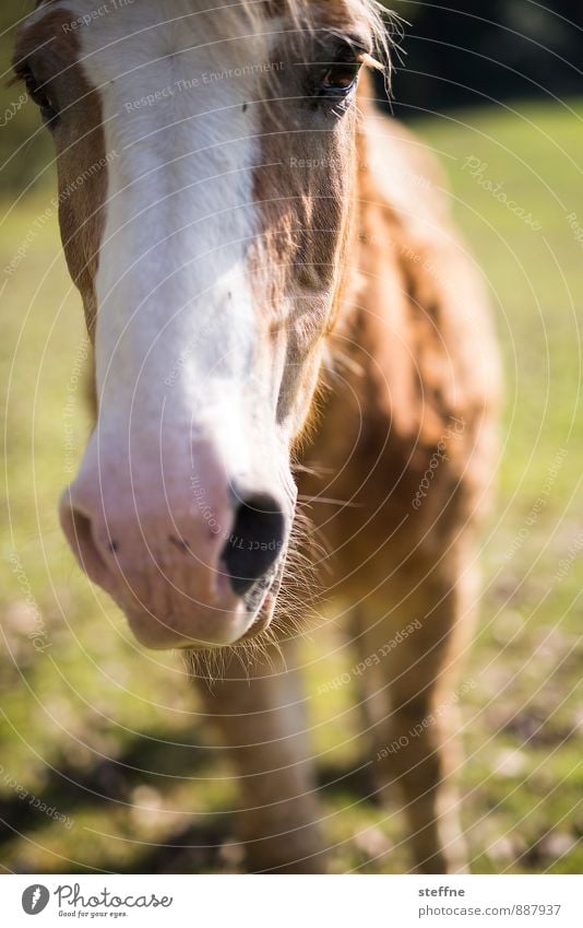 Tierisch gut: Pferd Sonnenlicht Herbst Schönes Wetter Nutztier 1 braun Reiten Reiterhof Nahaufnahme Farbfoto Außenaufnahme Textfreiraum unten