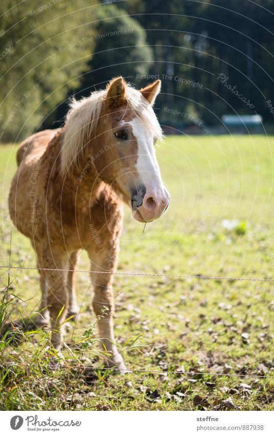 Pferd posiert im Herbstlicht Sonnenlicht Wiese Tier 1 braun Fell Farbfoto Tierporträt