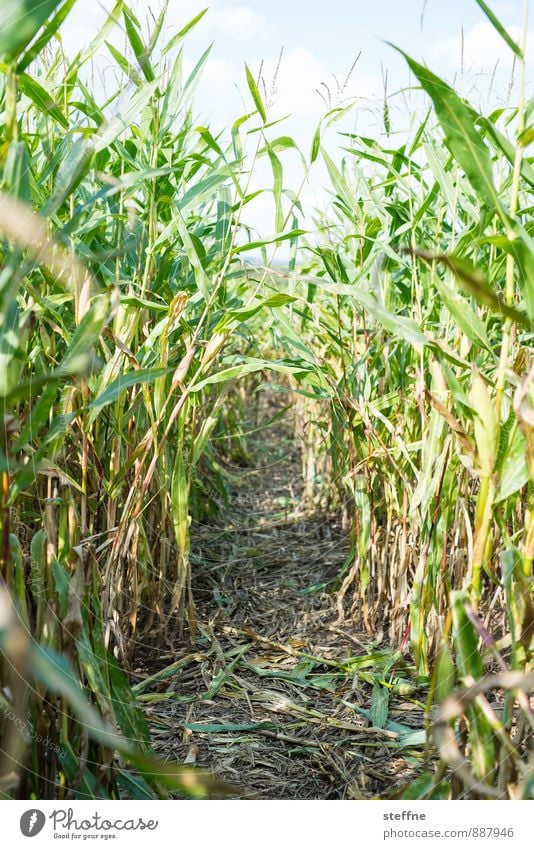 Trampelpfad Herbst Nutzpflanze Mais Maisfeld Essen Irrgarten Wege & Pfade Ernte Farbfoto Außenaufnahme