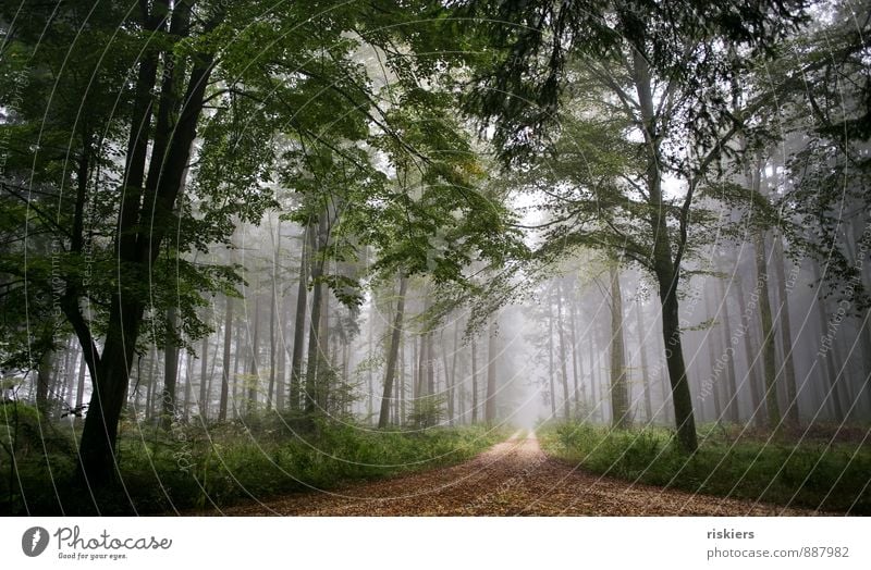 Nebelwald Umwelt Natur Pflanze Herbst Wetter Wald dunkel kalt natürlich braun grün Vertrauen Sicherheit ruhig Idylle Baum Wege & Pfade Farbfoto Außenaufnahme