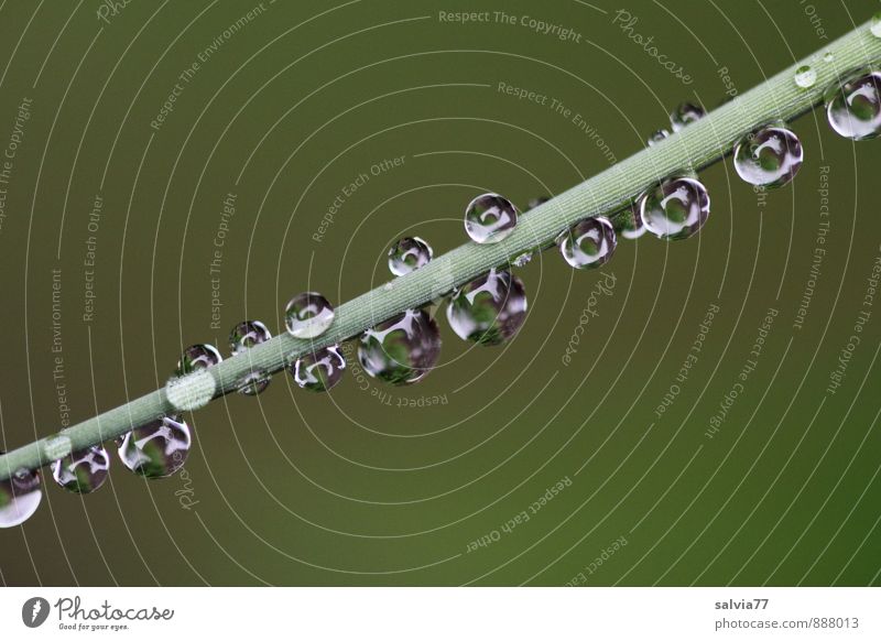 Tautropfen Natur Wassertropfen Frühling Sommer Herbst Pflanze Gras Grünpflanze berühren glänzend ästhetisch Flüssigkeit frisch klein nah nass natürlich rund