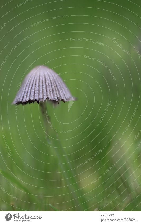 Eintagspilz Umwelt Natur Pflanze Sommer Herbst Gras Grünpflanze Pilz Pilzhut Wiese Wachstum ästhetisch dünn authentisch frisch klein lecker nah schleimig weich