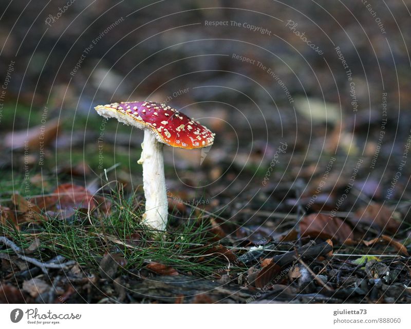 Fliegenpilz im Herbstlaub Natur Erde Pflanze Wildpflanze Pilz Park Wald Zeichen natürlich braun grün rot weiß Gift Vorsicht Respekt gefährlich Warnfarbe Warnung