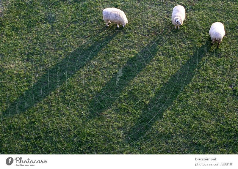 Scheinriesen auf Rheinwiesen Schaf Wiese Pansenmagen Hirte Gras Wolle Lamm Bock rasenmähen Schatten Schafmilch Huftiere Zibbe Scrapie Maul- & Klauenseuche