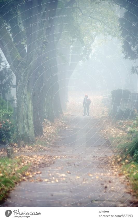 Laubgebläse Arbeit & Erwerbstätigkeit Beruf Gartenarbeit Mann Erwachsene Landschaft Pflanze Herbst Wetter Nebel Baum Sträucher Blatt Grünpflanze Park Stadt