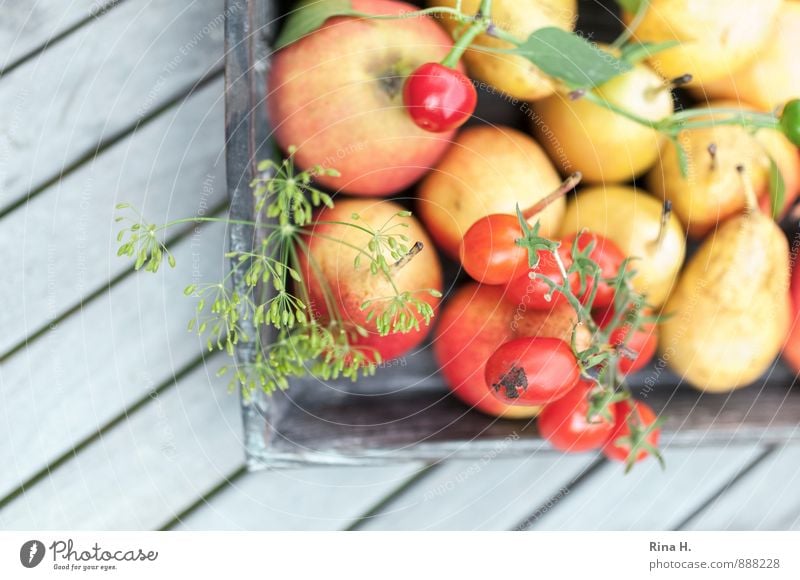 Reiche Ernte II Gemüse Frucht Ernährung Bioprodukte Vegetarische Ernährung frisch Gesundheit lecker gelb rot Lebensfreude Apfel Birne Tomate Peperoni Dill