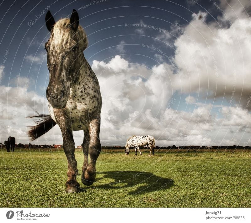 Kleiner Onkel. Pferd Schecke Mähne Fell Weide Wiese Gras Ostfriesland Langeoog Tier Wolken Sturm Unwetter unbeständig Säugetier Perde Walach Reiter Perdesport