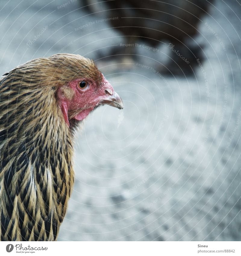 Ich wollt ich wär ein Hahn... Haushuhn Legehenne Vogel Federvieh Eigelb Osterei Rührei Spiegelei Hühnersuppe Hühnerstall Stall Schnabel Landwirtschaft Bauernhof