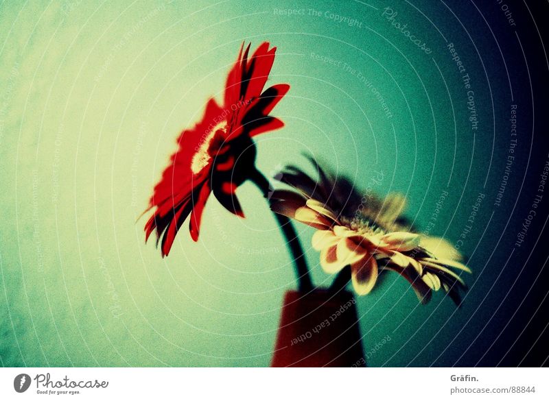 rot, gelb, grün Blume Gerbera Vase Wand Raum schwarz Am Rand Unschärfe Stengel Blüte Blütenblatt Lomografie cross Schatten körnung