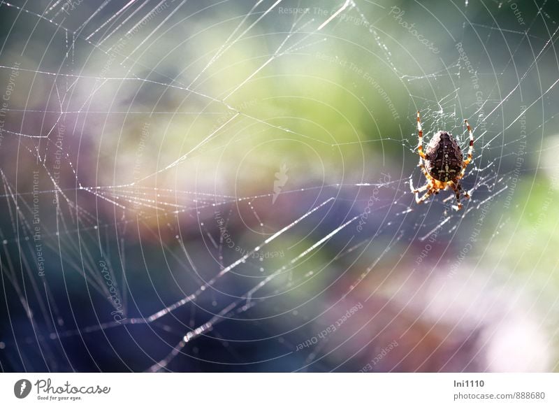 Kreuzspinne im Gegenlicht Natur Tier Luft Sonne Sonnenlicht Sommer Schönes Wetter Wärme Garten Park Wildtier Spinne Gartenkreuzspinne Araneus diadematus 1