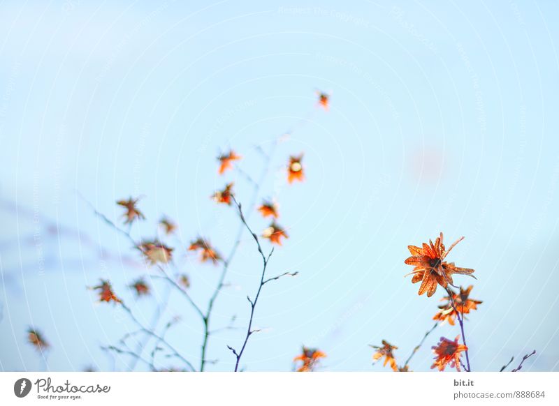 Herbtsterne Lifestyle harmonisch Sinnesorgane Erholung ruhig Meditation Feste & Feiern Natur Himmel Wolkenloser Himmel Herbst Sträucher Garten