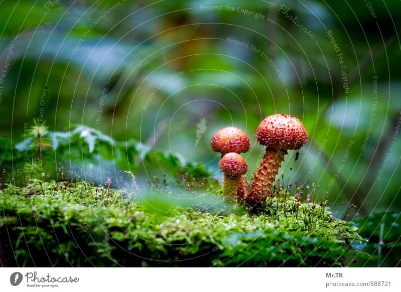 Gemeinsam Natur Pflanze Herbst Pilz Wald Menschenleer Gefühle Stimmung Kraft Vertrauen Sicherheit Schutz Geborgenheit Einigkeit Sympathie Partnerschaft Leben