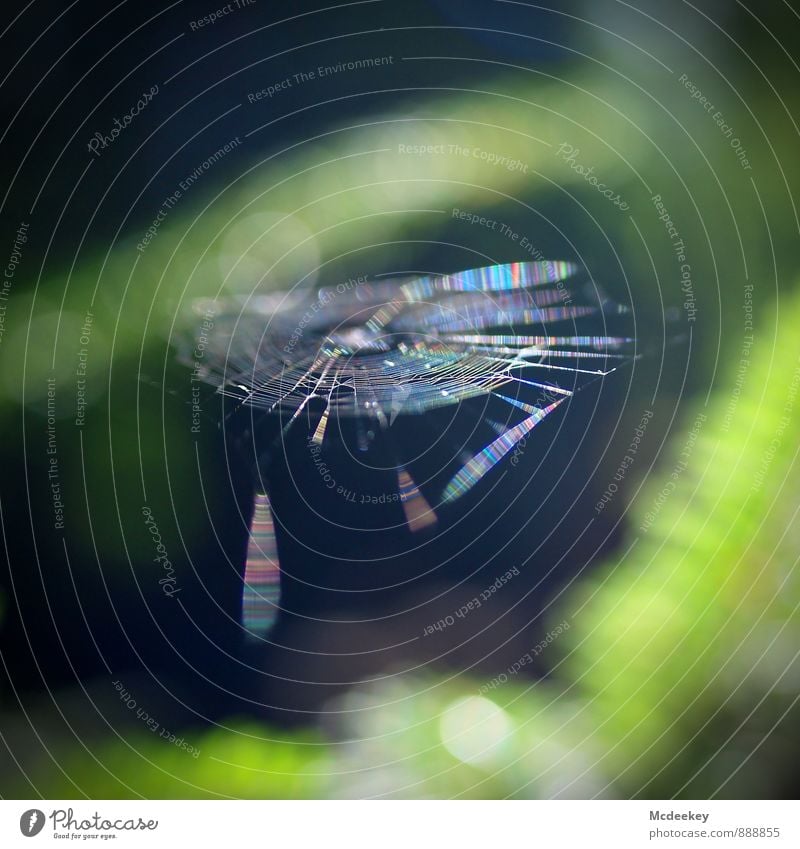 Dreamcatcher Natur Pflanze Sonnenlicht Sommer Schönes Wetter Baum Grünpflanze Wildpflanze Wald Nutztier Wildtier Spinne Netz Tauziehen warten authentisch