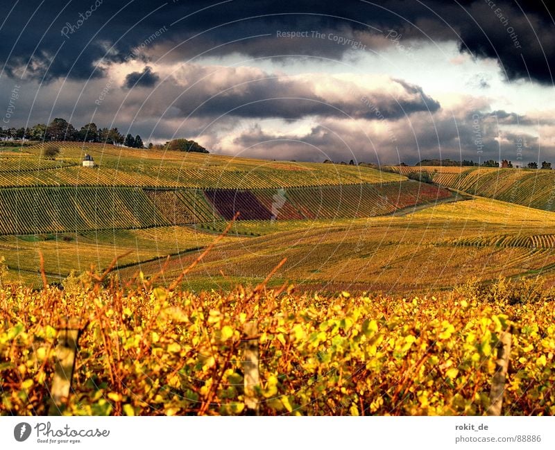 Das nächste... Unwetter Wein Wolken Weinberg Herbst dunkel gelb Sonnenuntergang bedrohlich Blatt Berghang Gold Abend Rheingau böse Windzug Fahrstuhl Gras Himmel