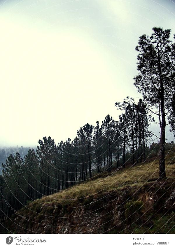 pinaceae I Baum Wald Geäst Nadelbaum Waldlichtung schlechtes Wetter dunkel kalt wandern verloren ruhig Kiefer Zweig Ast Baumkrone Wolken Natur Berge u. Gebirge