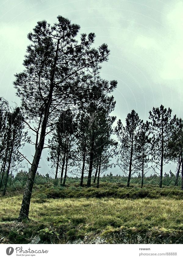 pinaceae II Baum Wald Geäst Nadelbaum Waldlichtung schlechtes Wetter dunkel kalt wandern verloren ruhig Kiefer Zweig Ast Baumkrone Wolken Natur Berge u. Gebirge