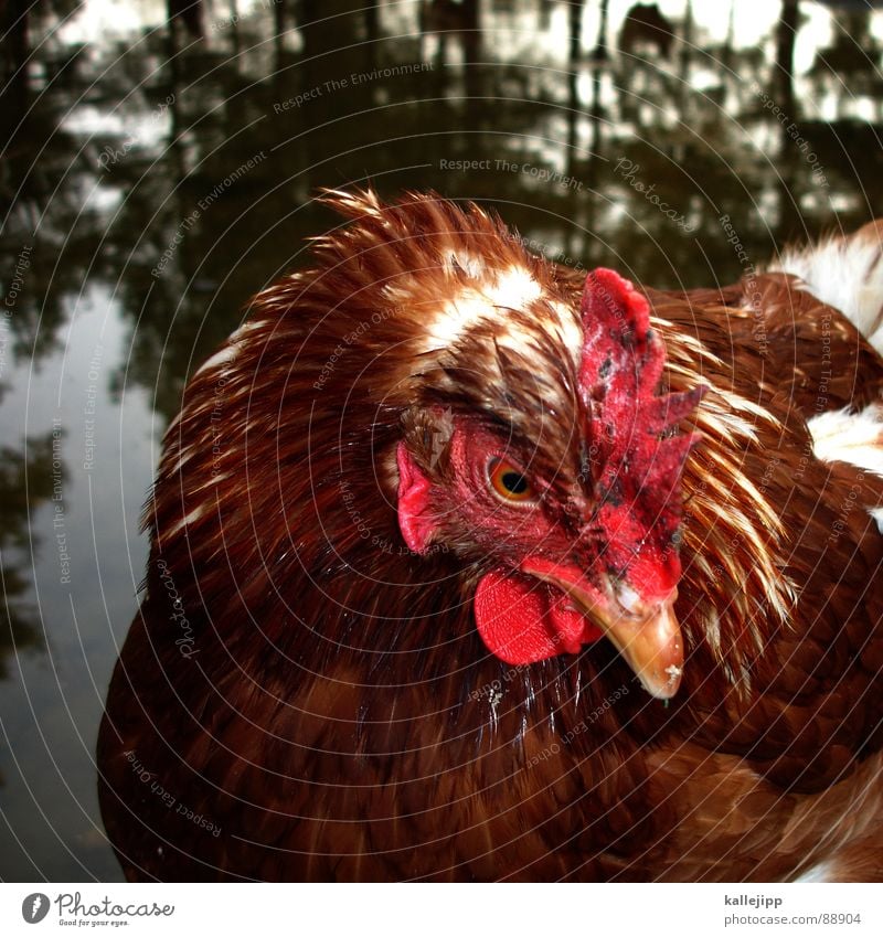 wie bei carl auf dem land Hahn Morgen Vogel Landwirtschaft Legebatterie Legehenne Tier Nutztier Haustier Schnabel Landei Zoo Streichelzoo Brandenburg Bauernhof