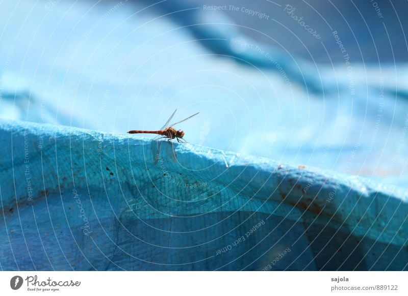 rote drachenfliege Natur Tier Wildtier Insekt Libelle 1 sitzen warten ästhetisch blau Kontrast Farbfoto Außenaufnahme Makroaufnahme Menschenleer