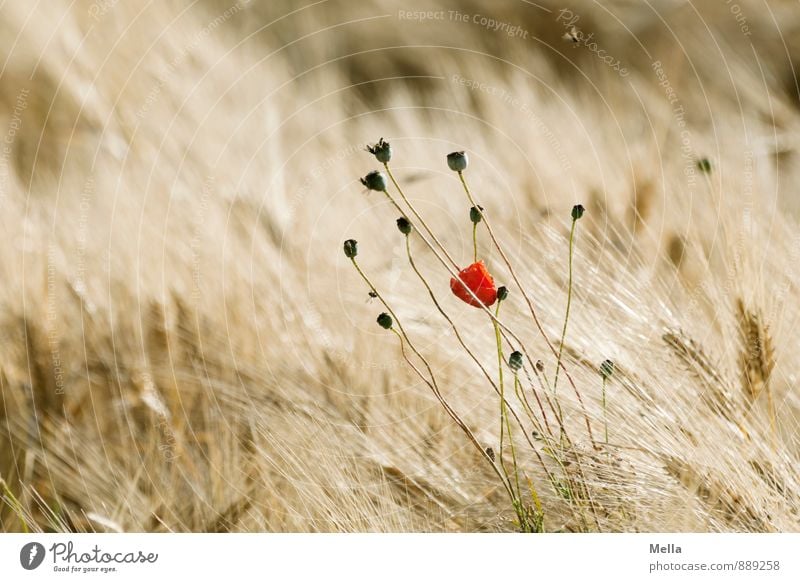 Einst Umwelt Natur Pflanze Sommer Blume Blüte Mohn Mohnblüte Mohnkapsel Getreide Getreidefeld Ähren Gerste Gerstenfeld Feld Blühend verblüht dehydrieren