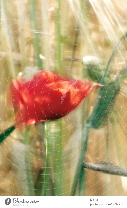 Flattermohn Landwirtschaft Forstwirtschaft Umwelt Natur Pflanze Sommer Blume Blüte Mohn Mohnblüte Getreide Halm Feld Bewegung Blühend natürlich Vergänglichkeit