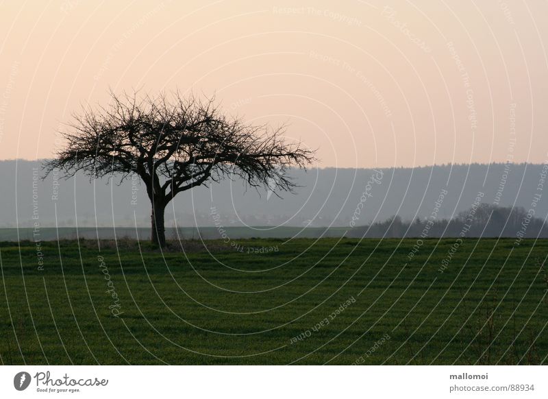 Baum zeigt Flagge ruhig Umwelt Natur Landschaft Pflanze Erde Himmel Frühling Herbst Wetter Schönes Wetter Wiese Feld blau grün Beginn Frieden Baumkrone Ast