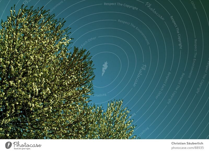 Die Bäume schlagen aus Baum weiß Sträucher Frühlingsgefühle Himmel blau Frühlinge Pflanze Schönes Wetter