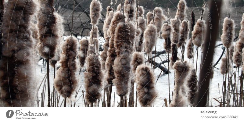 ... gespickte Hamster im Wind See Schilfrohr Pflanze Gegenlicht Küste Wasser gladitz