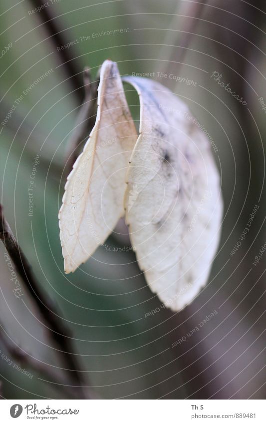 Blatt Natur Pflanze Herbst Bewegung Blühend ästhetisch authentisch einfach elegant natürlich Zufriedenheit geduldig ruhig Gelassenheit Identität Idylle