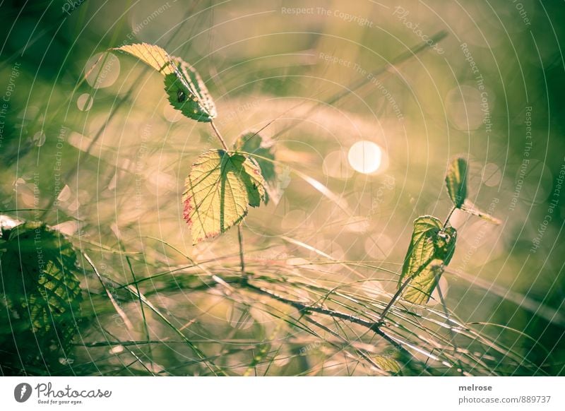 Gegenlicht Natur Pflanze Sonnenlicht Sommer Schönes Wetter Blatt Grünpflanze Blätter Gräser Grashalm Ast Äste Halm Feld Wald leuchten Wachstum hell braun gelb