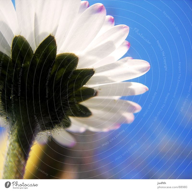 Ameisenperspektive Blume Gänseblümchen Frühling Wiese Blüte Gras weiß grün Blumenwiese Himmel Garten blau Natur