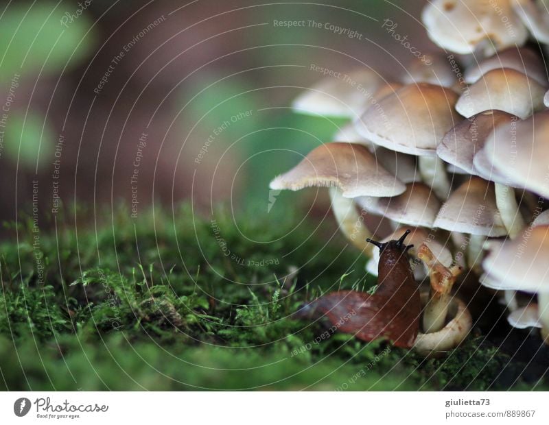 Pilzmahlzeit Umwelt Natur Herbst Pflanze Wildpflanze Wald Tier Schnecke 1 Erholung Essen Ekel schleimig braun grün Gelassenheit ruhig krabbeln Geschmackssinn