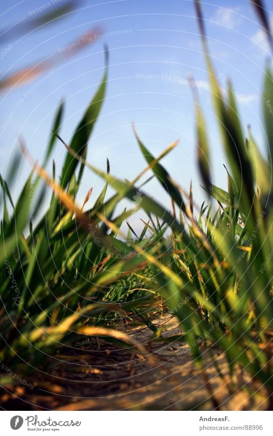 Die Wiese vor lauter Gras nicht sehn. grün Feld Landwirtschaft Schädlinge Froschperspektive Klimaschutz frisch Erde Sand Getreide Mais Ackerbau Blauer Himmel