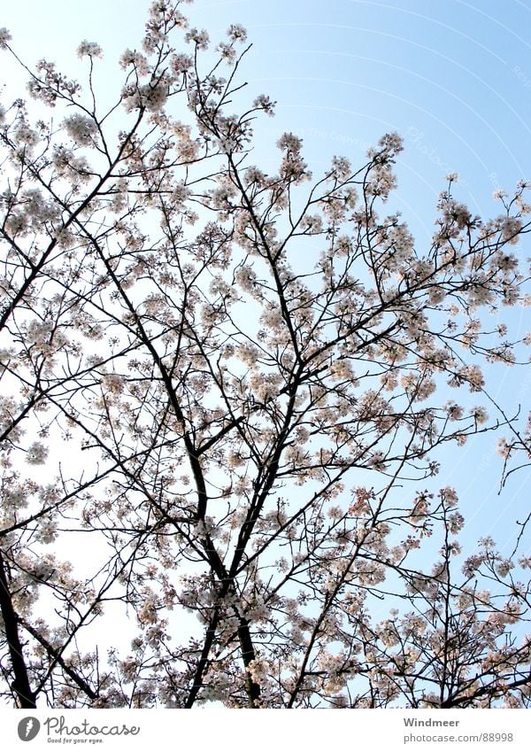 Kirschblüte II Baum Bielefeld Blume Blüte Frühling Kirsche Pflanze rosa springen Himmel Ast cherry flower Blütenknospen Natur tree Zweig